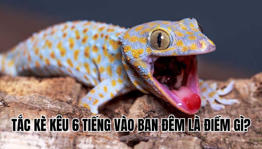 Tắc kè kêu 6 tiếng vào ban đêm là điềm gì