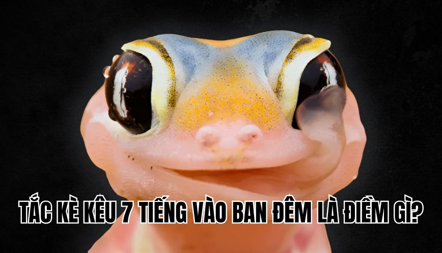 Tắc kè kêu 7 tiếng vào ban đêm là điềm gì
