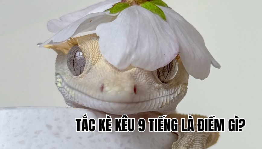 Tắc kè kêu 9 tiếng là điềm gì