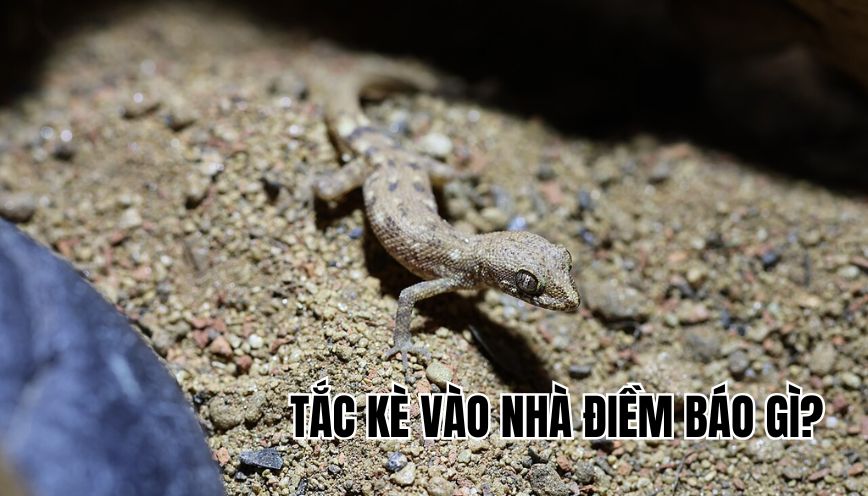 Tắc kè vào nhà điềm báo gì
