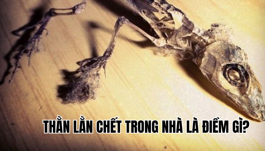 Thằn lằn chết trong nhà là điềm gì