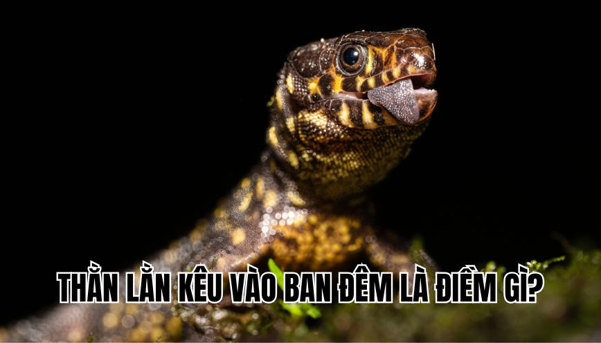 Thằn lằn kêu vào ban đêm là điềm gì