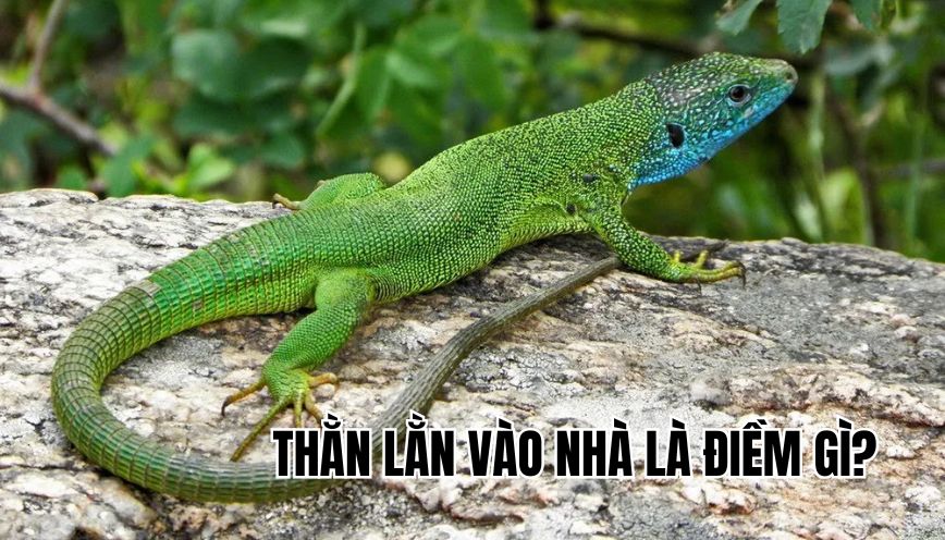 Thằn lằn vào nhà là điềm gì?