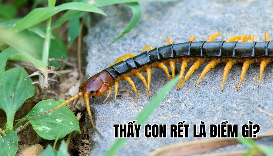 Thấy con rết là điềm gì