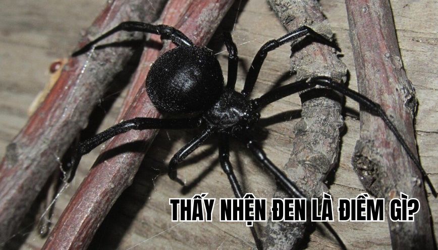 Thấy nhện đen là điềm gì