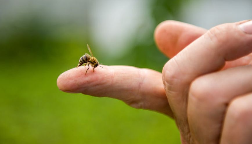 Đột nhiên bị ong chích vào tay