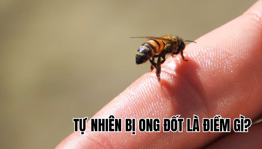 Tự nhiên bị ong đốt là điềm gì