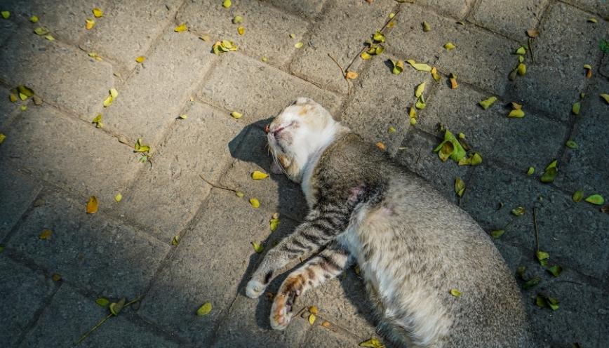 Góc nhìn tâm linh và lòng trắc ẩn