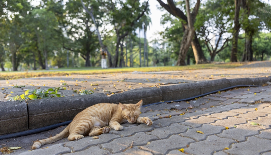 Gợi ý con số may mắn khi vô tình cán chết mèo