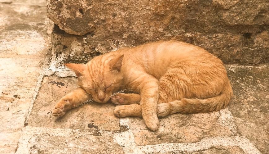 Làm sao hạn chế tai nạn với mèo khi lái xe?