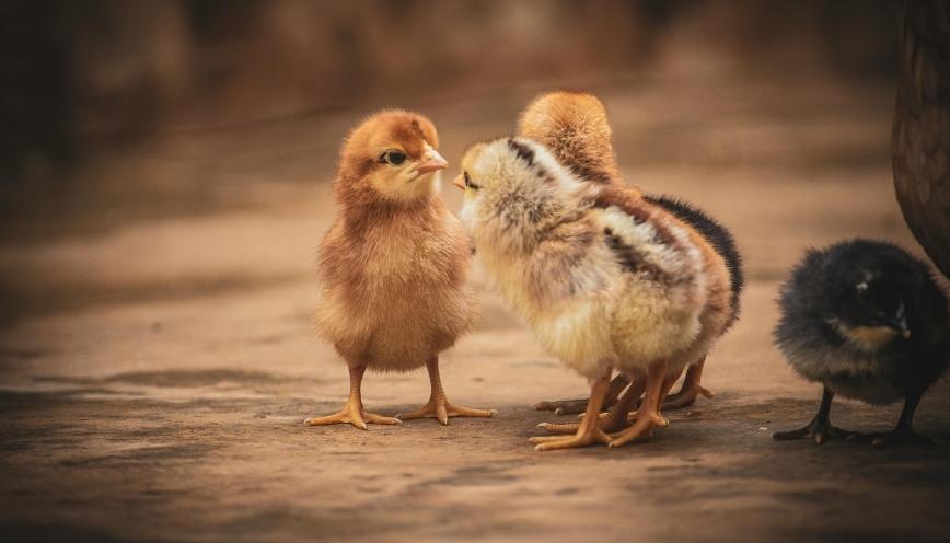 Gà con xuất hiện vào ban đêm