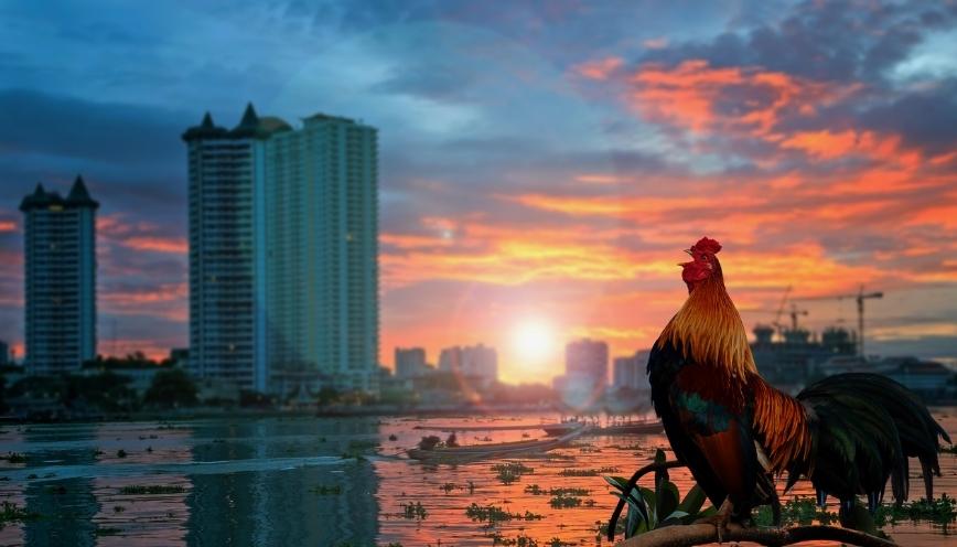 Gà gáy một tiếng dài rõ