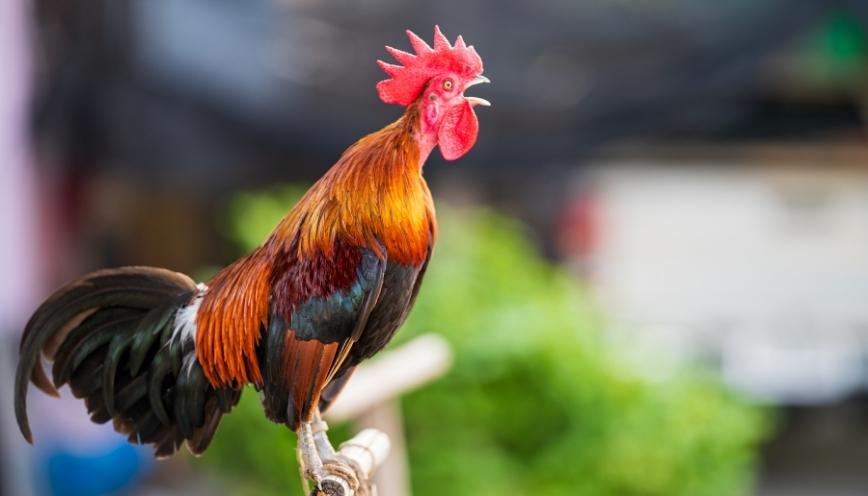 Gà chỉ gáy một tiếng ngắn
