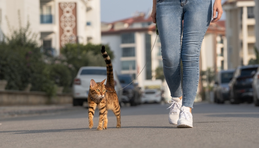 Vì sao mèo có thể chủ động đi theo một người