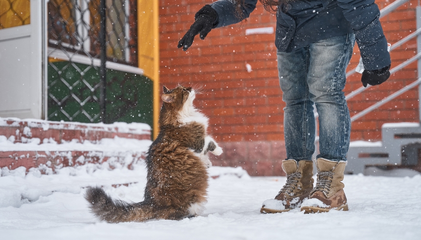 Sự kết nối giữa người và mèo