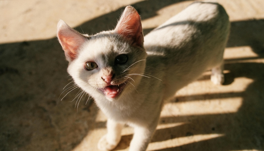 Góc nhìn môi trường sống