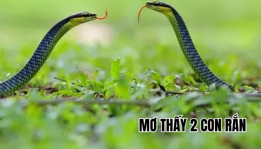 Mơ thấy 2 con rắn