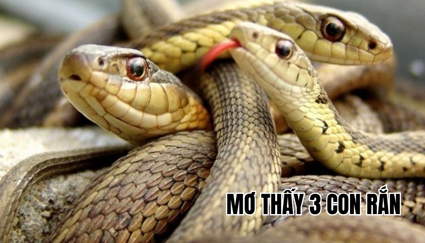 Mơ thấy 3 con rắn