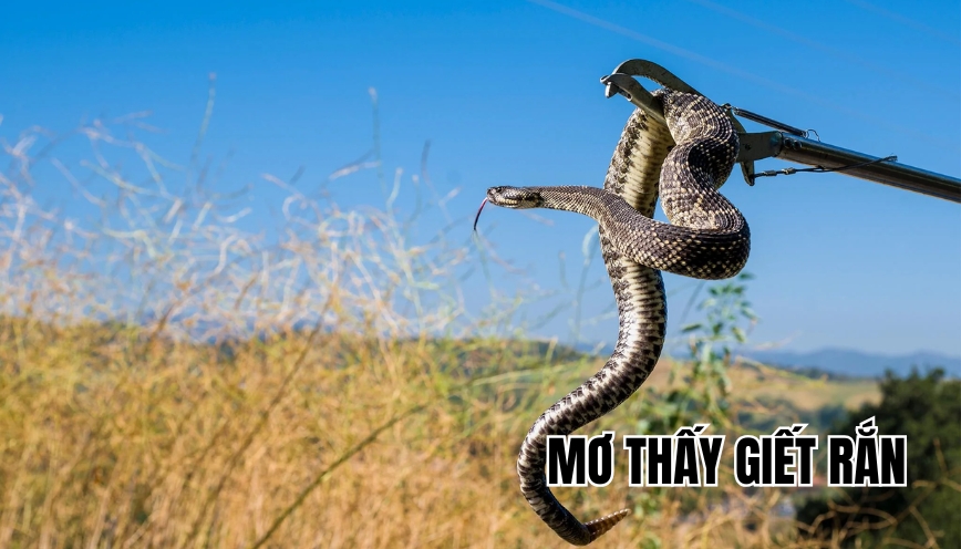 Mơ thấy giết rắn