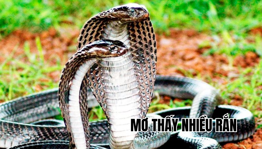Mơ thấy nhiều rắn