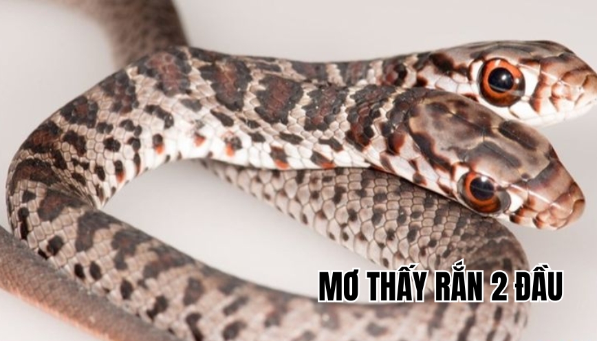 Mơ thấy rắn 2 đầu