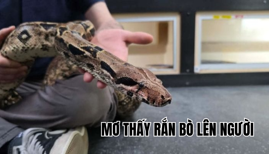 Mơ thấy rắn bò lên người