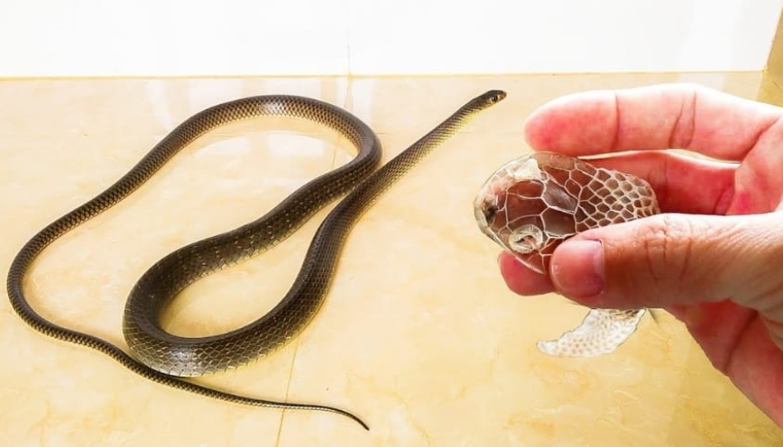 Mơ thấy rắn nhỏ vào nhà