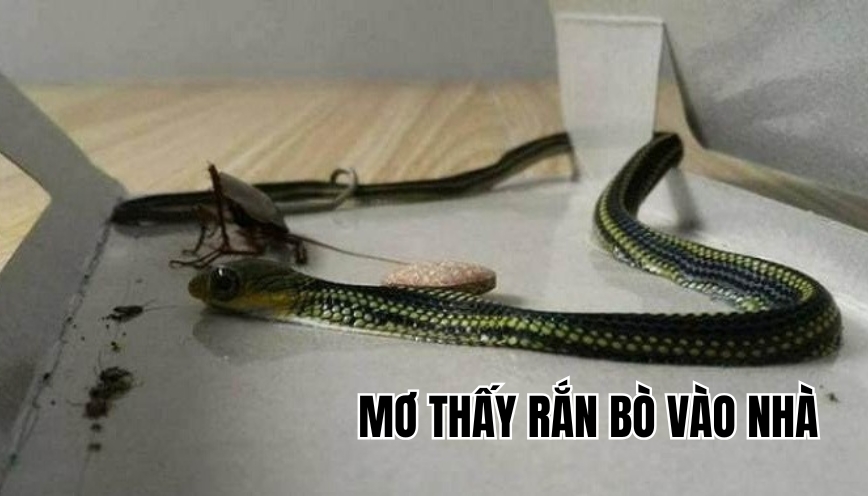 Mơ thấy rắn bò vào nhà