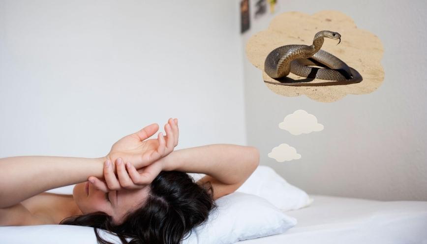 Giải mã chi tiết những trường hợp gặp rắn trong giấc mơ