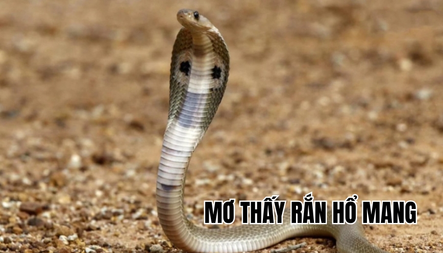 Mơ thấy rắn hổ mang