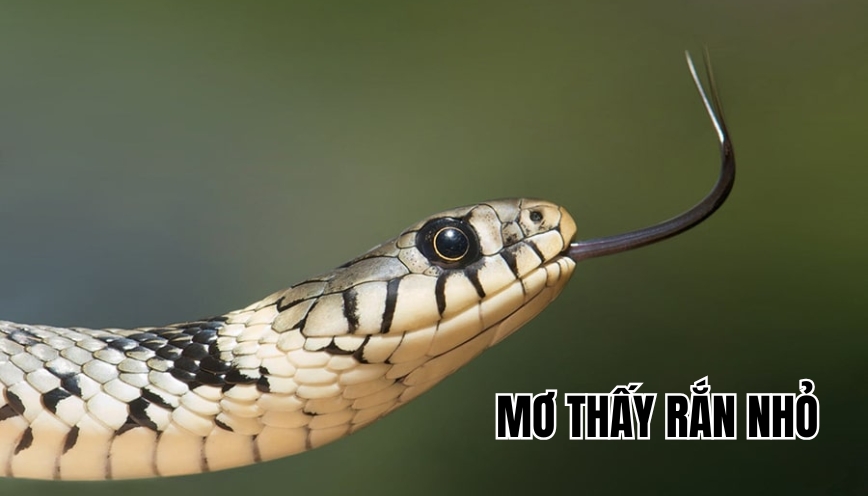 Mơ thấy rắn nhỏ