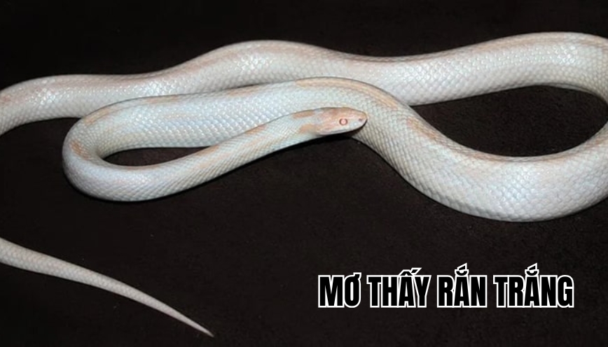 Mơ thấy rắn trắng