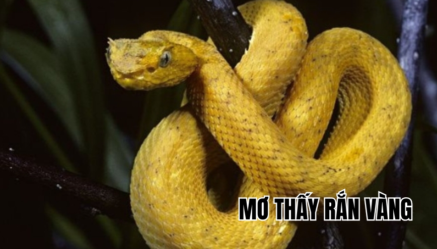Mơ thấy rắn vàng