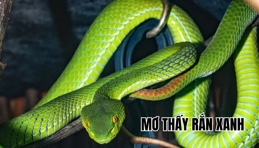Mơ thấy rắn xanh